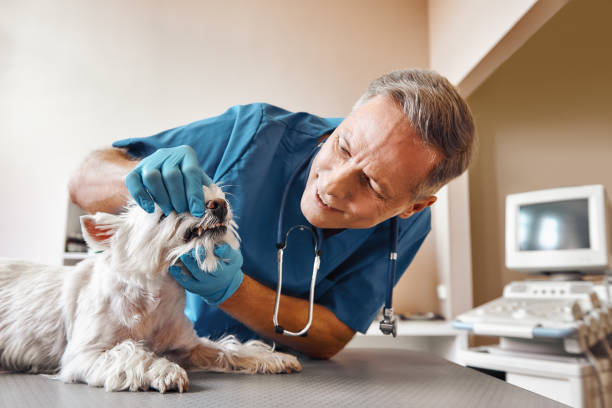 Best Dentist for Tooth Abscess  in Ocean Shores, WA